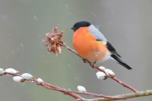 Taiga: Eurasian Bullfinch