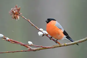 Snowflakes: Eurasian Bullfinch
