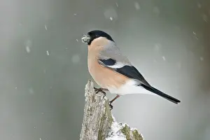 Snowfall: Eurasian Bullfinch