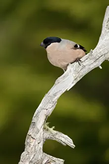 Perching: Eurasian Bullfinch