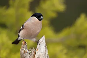 Perching: Eurasian Bullfinch