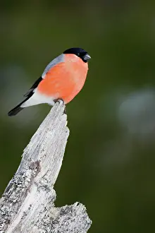 Perching: Eurasian Bullfinch