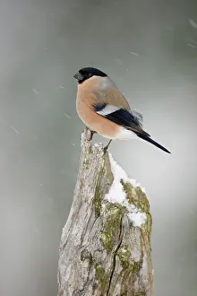 Perching: Eurasian Bullfinch
