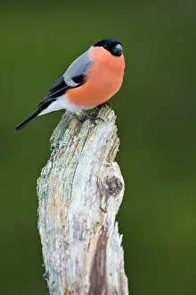 Perching: Eurasian Bullfinch