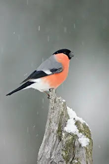Snowfall: Eurasian Bullfinch