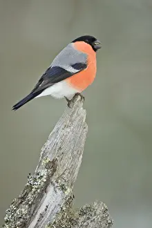 Perching: Eurasian Bullfinch