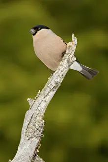 Perching: Eurasian Bullfinch
