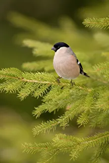 Perching: Eurasian Bullfinch