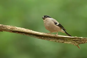 Pyrrhula: Eurasian Bullfinch