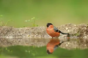 Pyrrhula: Eurasian Bullfinch