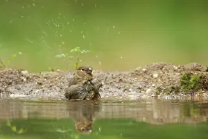 Splashing: Eurasian Bullfinch