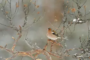 Bullfinch: Eurasian Bullfinch