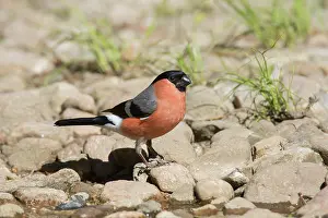 Pyrrhula: Eurasian Bullfinch - adult male - Germany