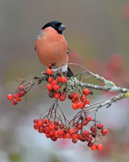 Cardueline: Eurasian bullfinch, bullfinch (Pyrrhula pyrrhula)