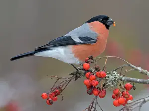 Cardueline: Eurasian bullfinch, bullfinch (Pyrrhula pyrrhula)