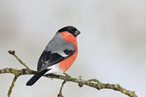 Cardueline: Eurasian bullfinch, bullfinch (Pyrrhula pyrrhula)