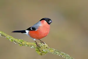 Cardueline: Eurasian bullfinch, bullfinch (Pyrrhula pyrrhula)