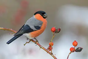 Biosphrenreservat: Eurasian bullfinch, bullfinch (Pyrrhula pyrrhula)