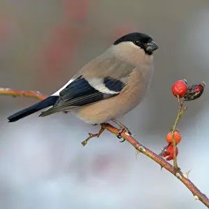 Biosphrenreservat: Eurasian bullfinch, bullfinch (Pyrrhula pyrrhula)