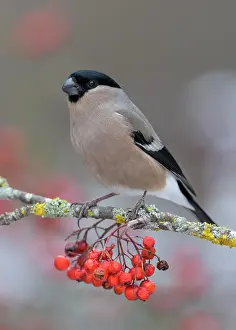 Biosphrenreservat: Eurasian bullfinch, bullfinch (Pyrrhula pyrrhula)