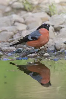 Pyrrhula: Eurasian Bullfinch - male standing at the water