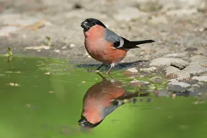 Pyrrhula: Eurasian Bullfinch - male standing at the water