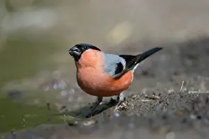 Pyrrhula: Eurasian Bullfinch male water