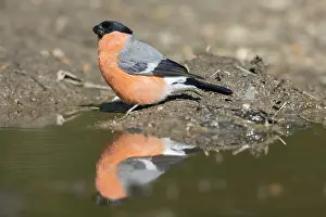 Mecklenburg: Eurasian Bullfinch male water