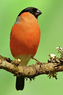 Cardueline: Eurasian bullfinch (Pyrrhula pyrrhula), male, sitting