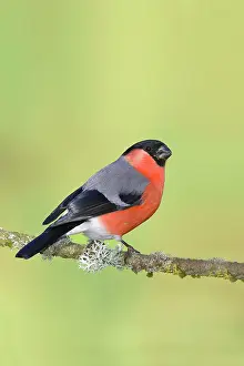 Cardueline: Eurasian bullfinch (Pyrrhula pyrrhula), male, standing