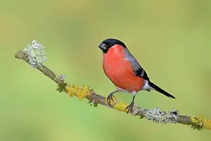 Cardueline: Eurasian bullfinch (Pyrrhula pyrrhula), male, standing