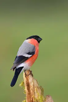 Rotten: Eurasian bullfinch (Pyrrhula pyrrhula), Gimbel male