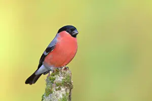 Cardueline: Eurasian bullfinch (Pyrrhula pyrrhula), male, sitting
