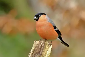 Cardueline: Eurasian bullfinch (Pyrrhula pyrrhula), male, sitting