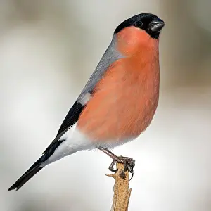 Cardueline: Eurasian bullfinch (Pyrrhula pyrrhula), male, sitting