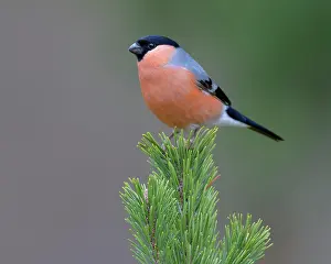 Germ: Eurasian bullfinch (Pyrrhula pyrrhula), male, sitting