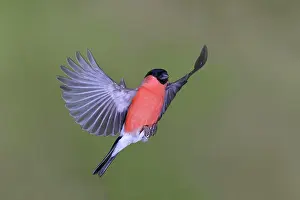 Spread: Eurasian bullfinch (Pyrrhula pyrrhula), Gimbel male