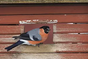 Station: Eurasian bullfinch (Pyrrhula pyrrhula), common bullfinch