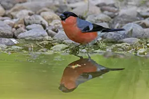 Cardueline: Eurasian bullfinch (Pyrrhula pyrrhula), common bullfinch