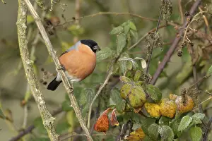 Norfolk: Eurasian bullfinch (Pyrrhula pyrrhula) adult male bird feeding on nettle seeds in a hedgerow in winter