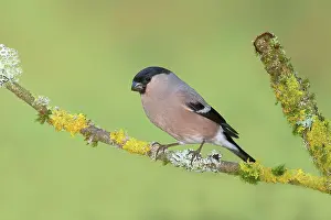 Cardueline: Eurasian bullfinch (Pyrrhula pyrrhula), female