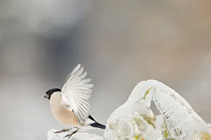 Pyrrhula: Eurasian Bullfinch (Pyrrhula pyrrhula) female on