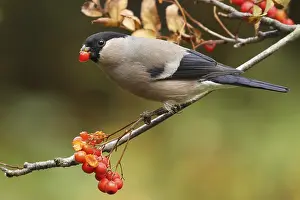 Finch: Eurasian Bullfinch (Pyrrhula pyrrhula) female