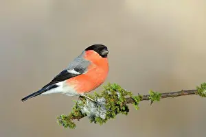 Grown: Eurasian bullfinch (Pyrrhula pyrrhula), gimbel