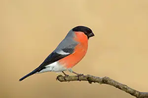 Cardueline: Eurasian bullfinch (Pyrrhula pyrrhula), Gimbel