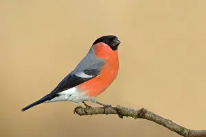 Cardueline: Eurasian bullfinch (Pyrrhula pyrrhula), Gimbel