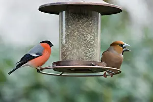 Hawfinch: Eurasian bullfinch (Pyrrhula pyrrhula) and Hawfinch