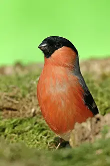 Cardueline: Eurasian bullfinch (Pyrrhula pyrrhula) male, animal