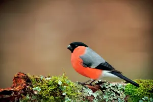Ardenne: Eurasian bullfinch (Pyrrhula pyrrhula) male, Ardennes