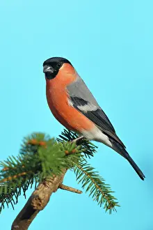 Cardueline: Eurasian bullfinch (Pyrrhula pyrrhula), male on